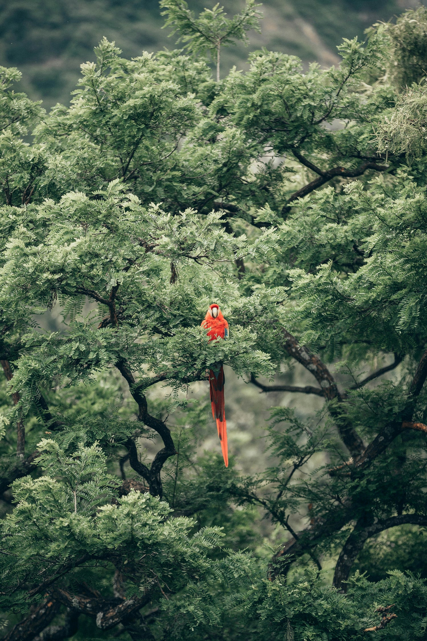 Photo from Unsplash of Red Macaw sitting on a green branch by Roberto Nickson.
